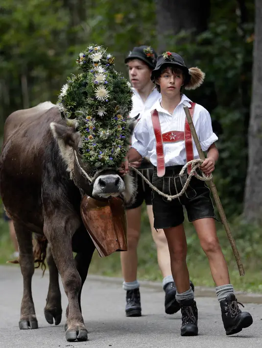 Penggembala Bavaria menggiring hewan ternaknya di pegunungan dekat Oberstdorf, Jerman, Kamis (13/9). Memasuki musim gugur, penggembala Bavaria akan memindahkan hewan ternak mereka untuk mendapatkan rumput di lembah. (AP Photo/Matthias Schrader)
