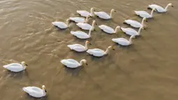 Foto udara menunjukkan kawanan angsa berenang di Danau Dongting Barat, Changde, Provinsi Hunan, China, 11 November 2020. Danau Dongting Barat, beserta lahan basahnya yang memiliki kekayaan hayati, telah menjadi jalur utama bagi kawanan burung yang bermigrasi. (Xinhua/Chen Sihan)