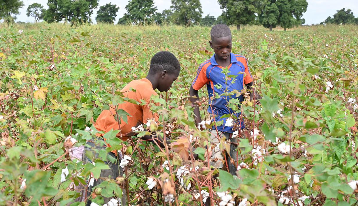 Sejumlah petani memanen kapas di ladang dekat Boromo, Burkina Faso, 19 Oktober 2021. Jutaan orang di Burkina Faso mengandalkan hidupnya dari kapas. (ISSOUF SANOGO/AFP)