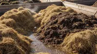 7 Cara Fermentasi Jerami Jadi Pupuk Organik yang Menyuburkan Tanaman Padi dan Sayuran