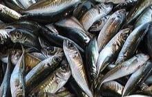 Buang Limbah Nuklir ke Laut, Ini Jenis Ikan yang Wajib Diwaspadai Terkontaminasi Merkuri