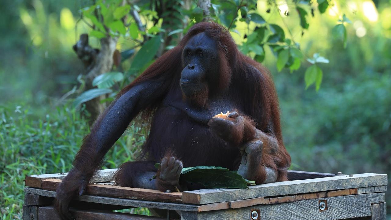 Pertamina Group Kembangkan Pusat Rehabilitasi Orang Utan di Kalimantan Timur