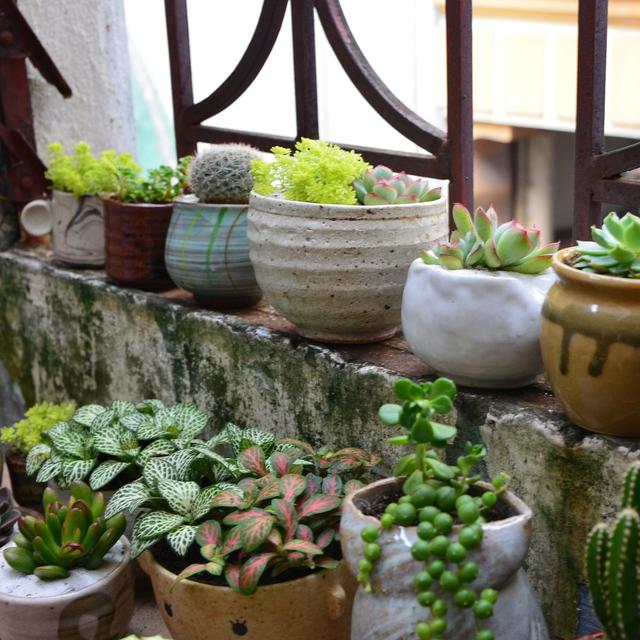 8 Bahan Alami Untuk Suburkan Tanaman Mudah Didapat Hot Liputan6 Com