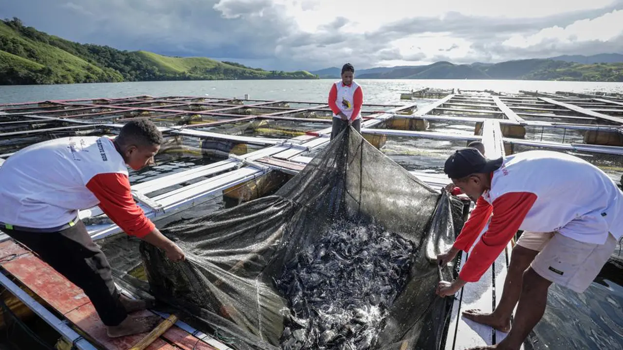 Hasil budi daya ikan air tawar seperti nila dan mujair melalui keramba jaring apung (KJA) di Danau Sentani, Distrik Heram, Jayapura, Papua (Istimewa)