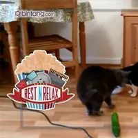 Saat kucing melihat mentimun, kenapa selalu terkejut hingga melompat ke udara?