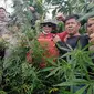 Tim Polres Lahat menemukan ladang ganja di perkebunan kopi di Kabupaten Lahat Sumsel (Dok. Humas Polres Lahat / Nefri Inge)