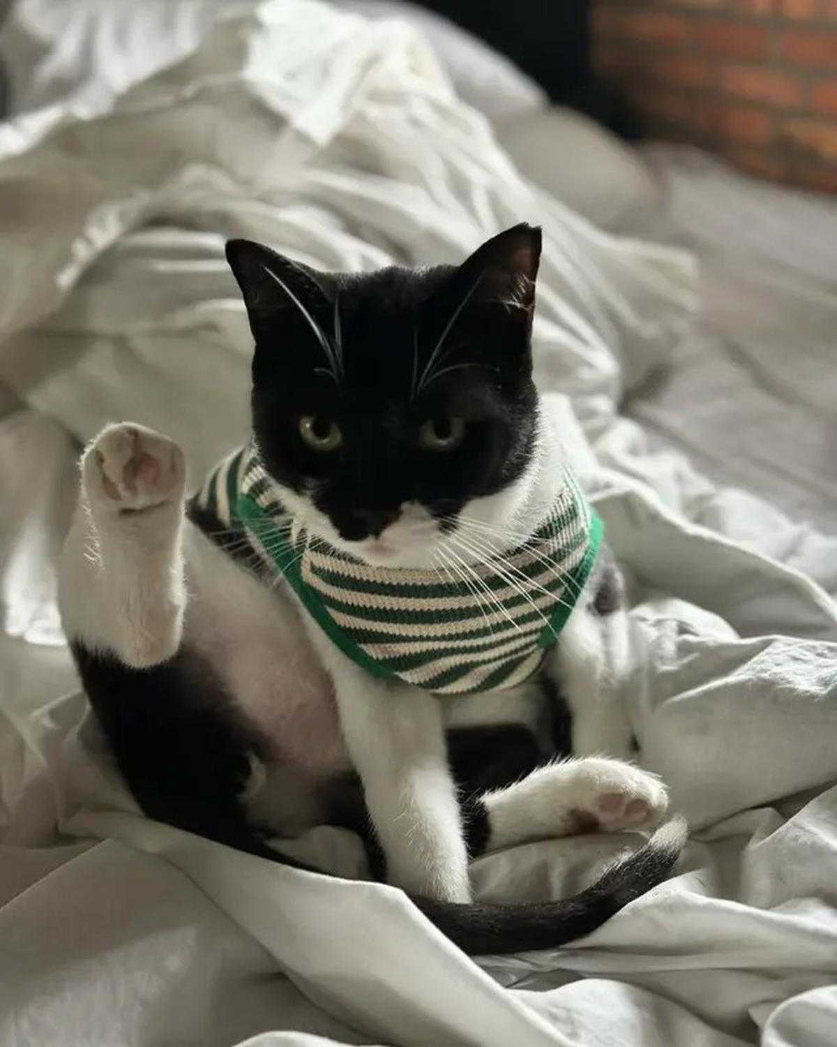 Foto-Foto Kucing Nirina Zubir, Banyak yang Diselamatkan dari Jalanan