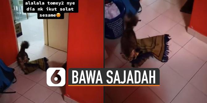VIDEO: Viral Kucing Bawakan Sajadah Untuk Majikan Shalat