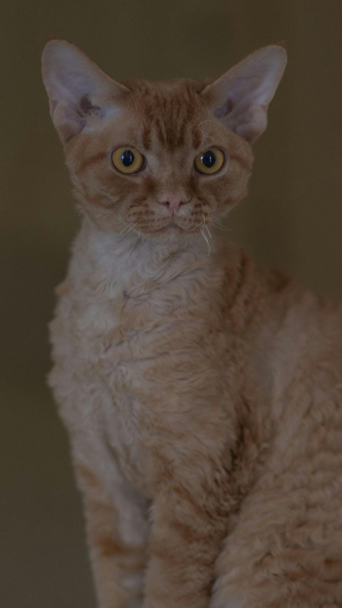 <b>Kucing Ras Cornish Rex</b>