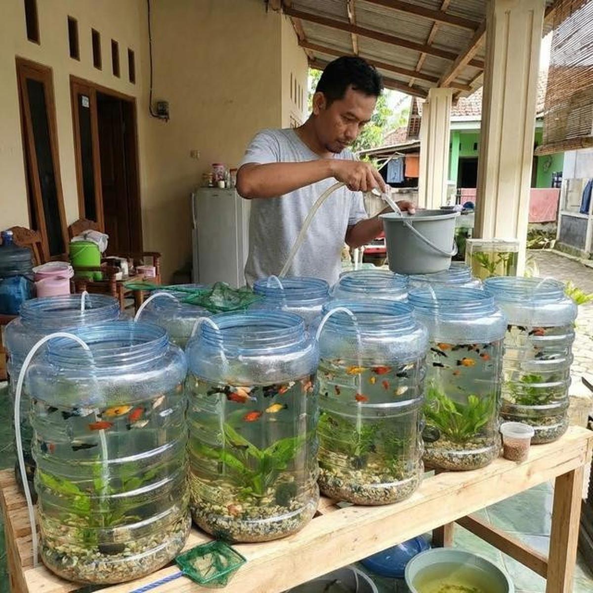 5 Keuntungan Ternak Ikan Hias di Galon dan Terpal, Lebih Hemat dari Kolam Semen