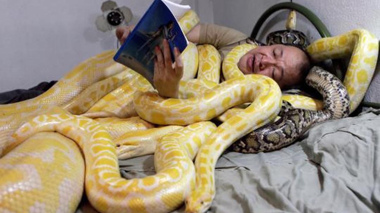 Sambut Imlek, orang ini tidur berselimutkan ular phyton