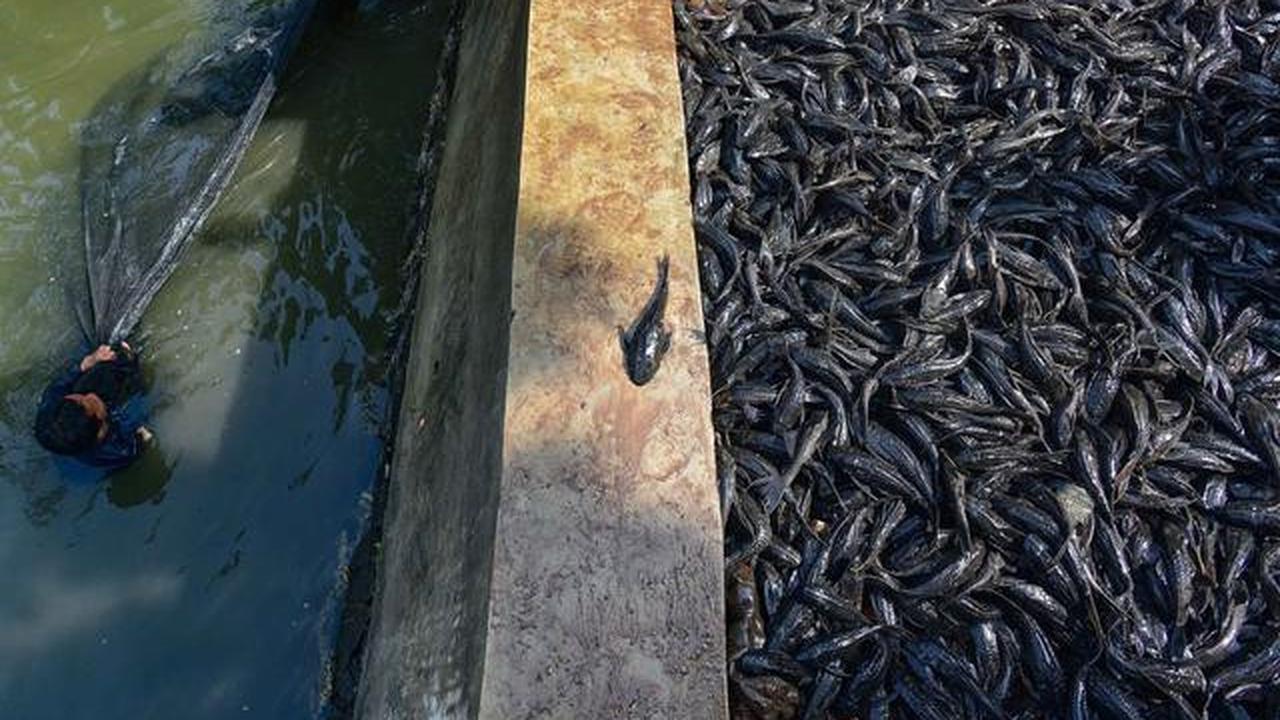 Petugas Sudin Ketahanan Pangan, Kelautan dan Pertanian Jakarta Selatan menangkap ikan sapu-sapu di kawasan Setu Babakan. (merdeka.com/Arie Basuki)