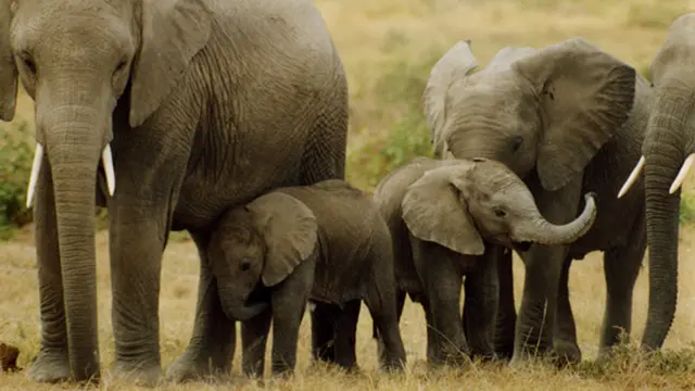 Foto : copyright wildaid.org