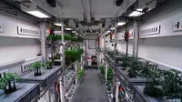 Ilmuwan Jerman berhasil memanen sayuran yang ditanam tanpa tanah atau sinar matahari di Antartika. (German Aerospace Centre)