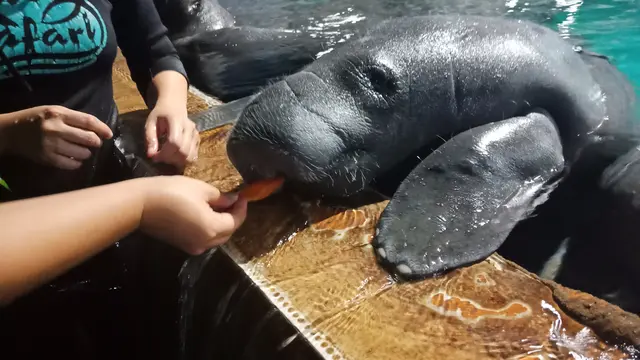 Interaksi Seru dengan Manatee, si Hewan Besar dari Amerika