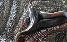 Cara Menghilangkan Lendir Ikan Lele dengan 3 Bahan Dapur, Hasilnya Lebih Bersih dan Bebas Amis