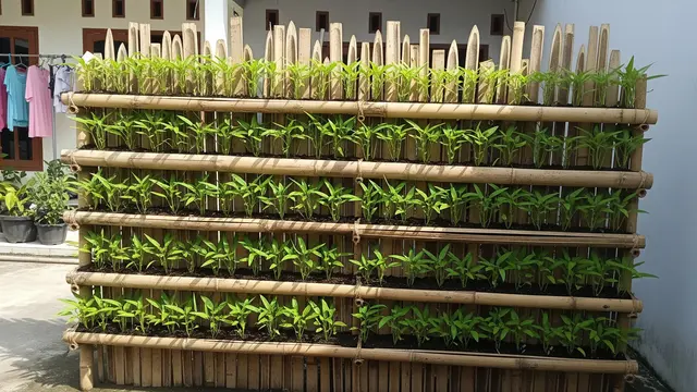 Inspirasi Kebun Kangkung Bertingkat untuk Panen Cepat di Halaman Rumah Kecil