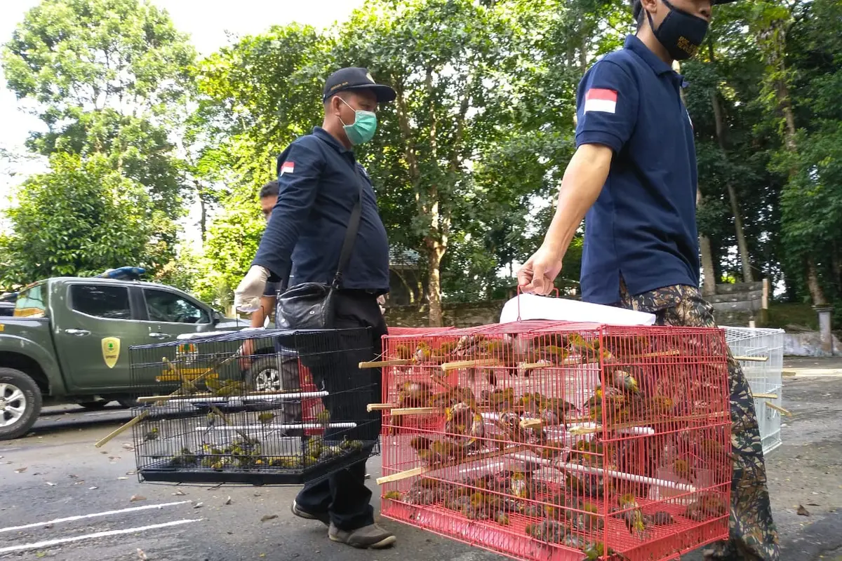 Burung hasil penyelundupan