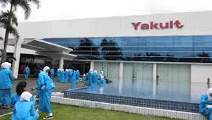 Yakult Buka Lowongan Kerja, Dicari Lulusan SMA hingga S1