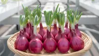 TOP 3: Cara Menanam Bawang Merah dari Biji, Jenis Pupuk Alami Untuk Kelengkeng dan Cara Membuat Cabai Berbuah Lebat
