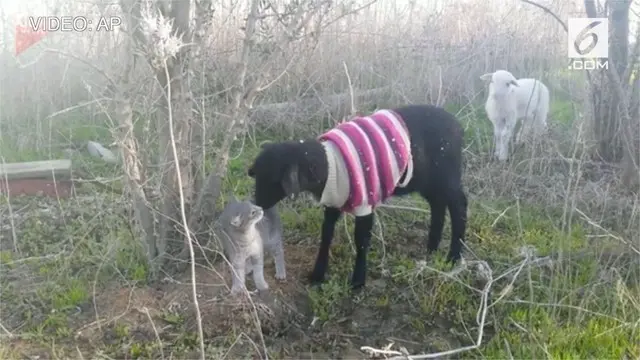 VIDEO: Persahabatan Kucing dan Domba di Israel