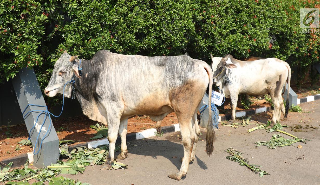 Foto Scm Sumbang 5 Sapi Dan 60 Kambing Untuk Kurban News Liputan6com