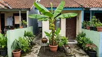 7 Cara Membuat Pohon Pisang Kerdil Cepat Berbuah, Cocok untuk Lahan Sempit