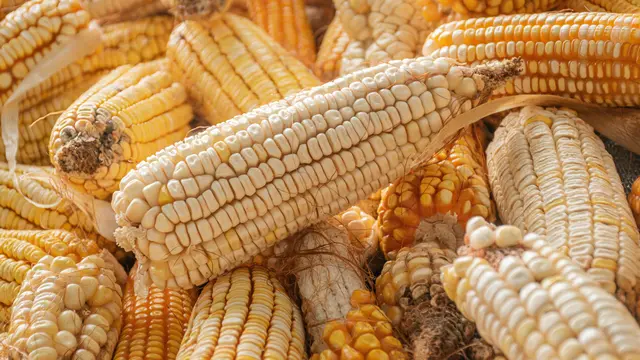 1. Menambah Energi Selama Kehamilan