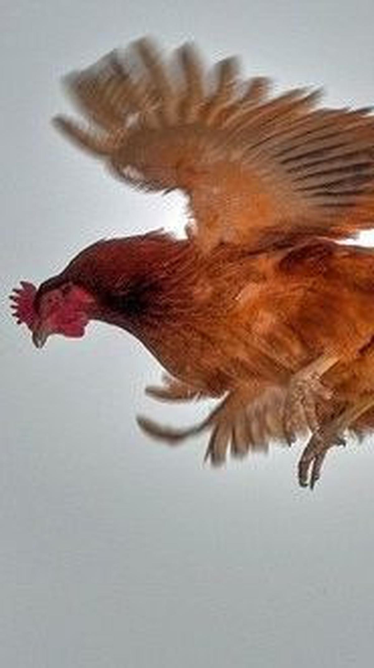 Peserta lomba bukan semarang ayam, tetapi harus ayam kampung betina yang sedang mengerami telur