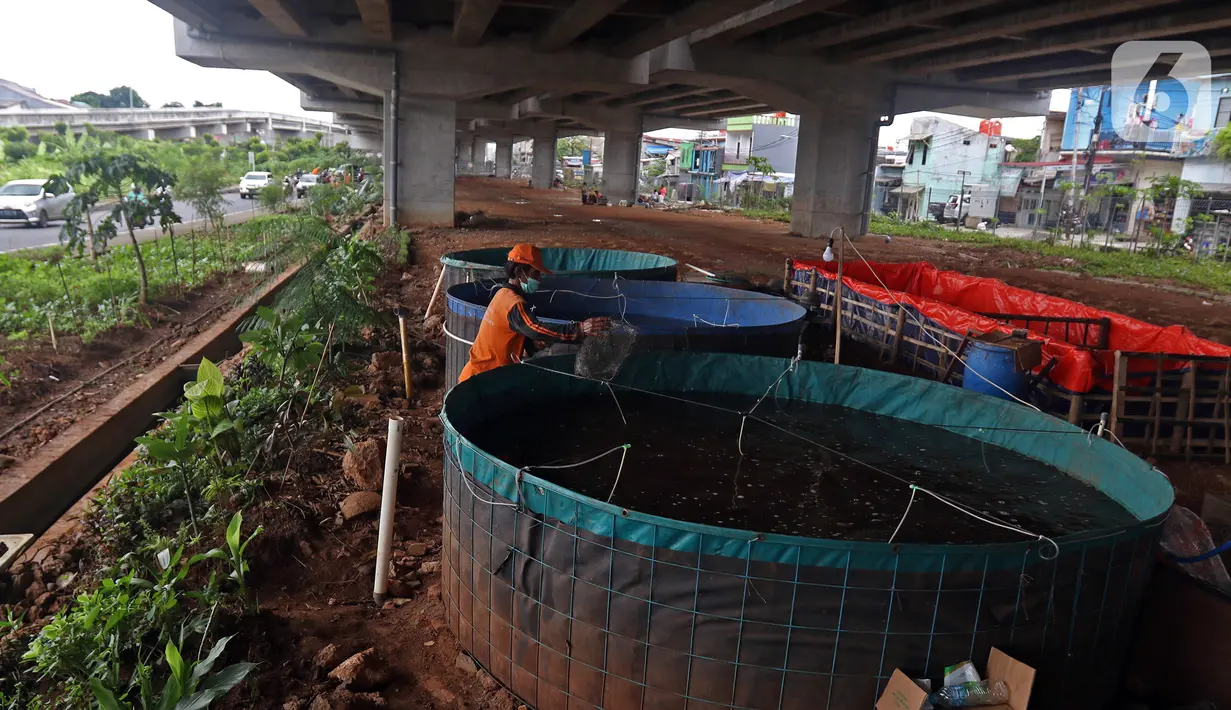 Petugas membersihkan kolam lele di Kolong Tol Becakayu, Kalimalang, Jakarta Timur, Selasa (2/2/2021). Hasil budidaya tersebut dijual kepada warga dengan harga Rp 25 ribu per kilogram. (Liputan6.com/Herman Zakharia)