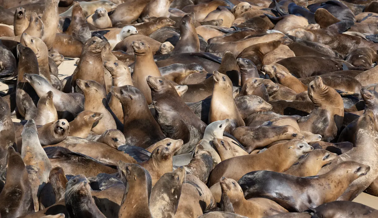 Ratusan singa laut telah mengambil alih pantai ini sehingga mendorong pejabat setempat untuk menutup area tersebut bagi pengunjung. (Benjamin Fanjoy/Getty Images/AFP)