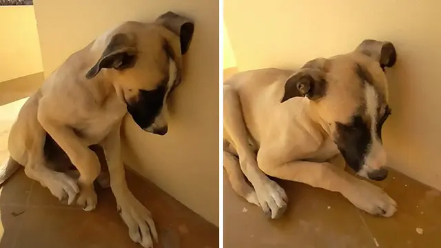 Punya Gangguan Kecemasan Anjing Ini Ngambek Jika Ditinggal Sendiri