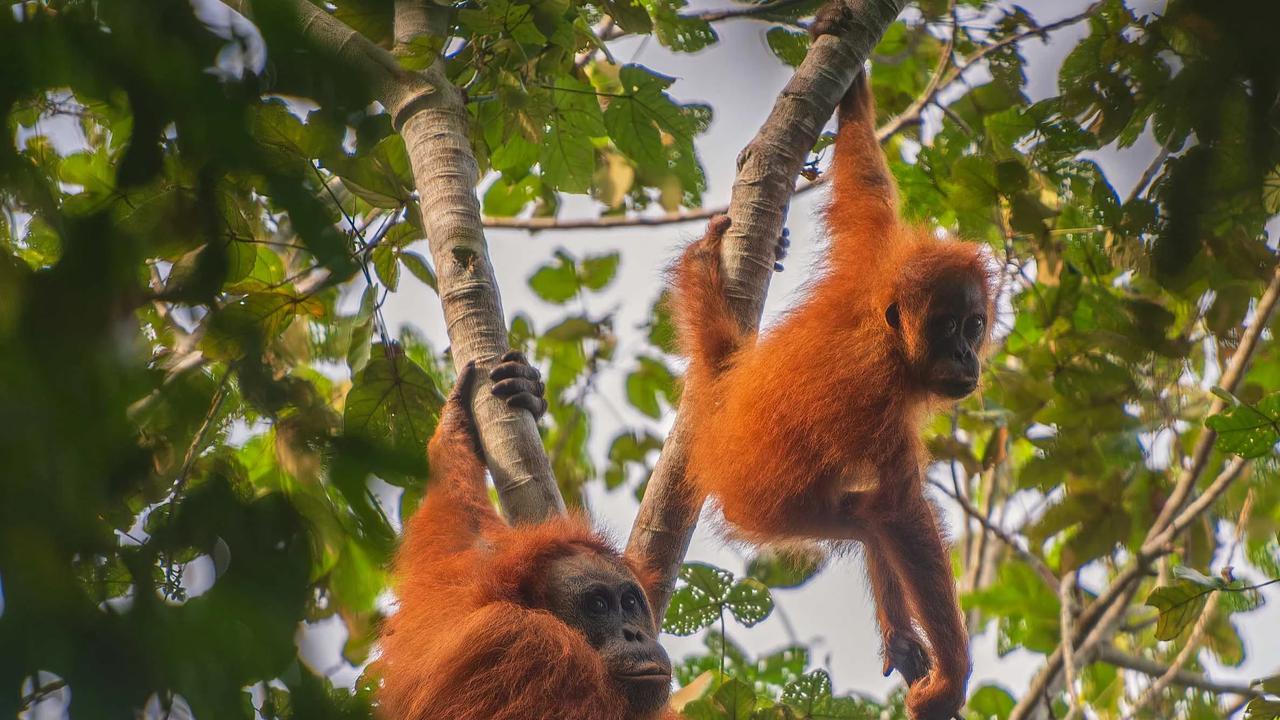 FOTO: Puluhan Orangutan Tapanuli Tewas Diterjang Longsor