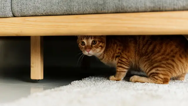 Kucing Sembunyi