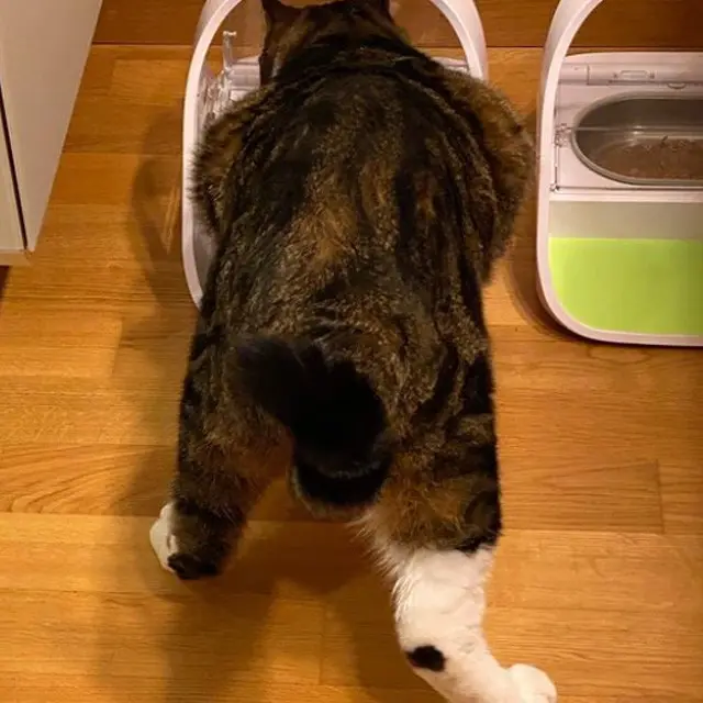 Kucing Makan
