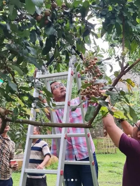 Keseruan Bambang Trihatmodjo saat panen buah kelengkeng. Sang istri, Mayangsari pun pastinya menikmati hasilnya. (Foto: Instagram/@mayangsari_official)