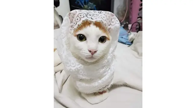 6 Foto Kucing Berdandan Ini Kocak, Bikin Geleng Kepala