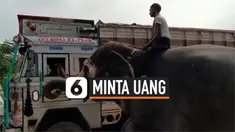 vertical gajah