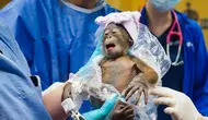 Bayi orang utan Kalimantan yang dilahirkan induk bernama Luna di Kebun Binatang Busch Garden di Amerika Serikat. (dok. Instagram @buschgardens/https://www.instagram.com/p/C5wkr3lryx2/?hl=en&img_index=1/Dinny Mutiah)