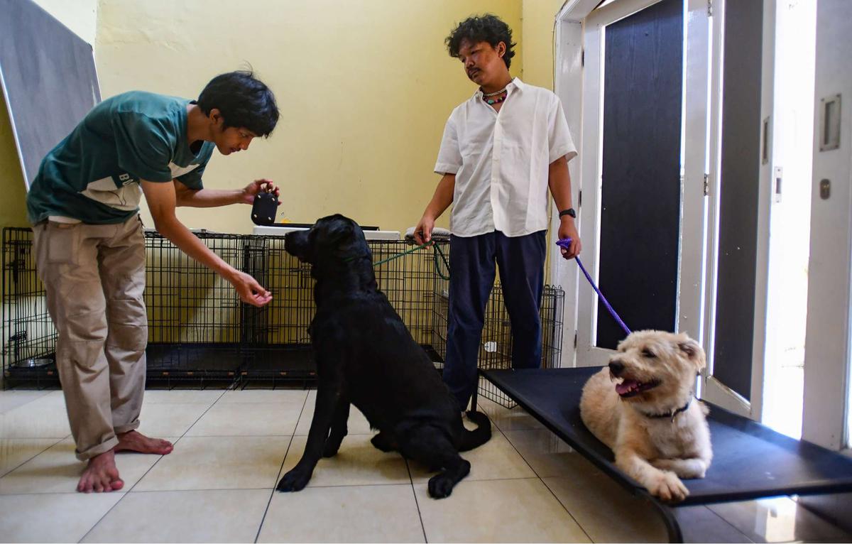 Playgroup khusus anjing di Depok