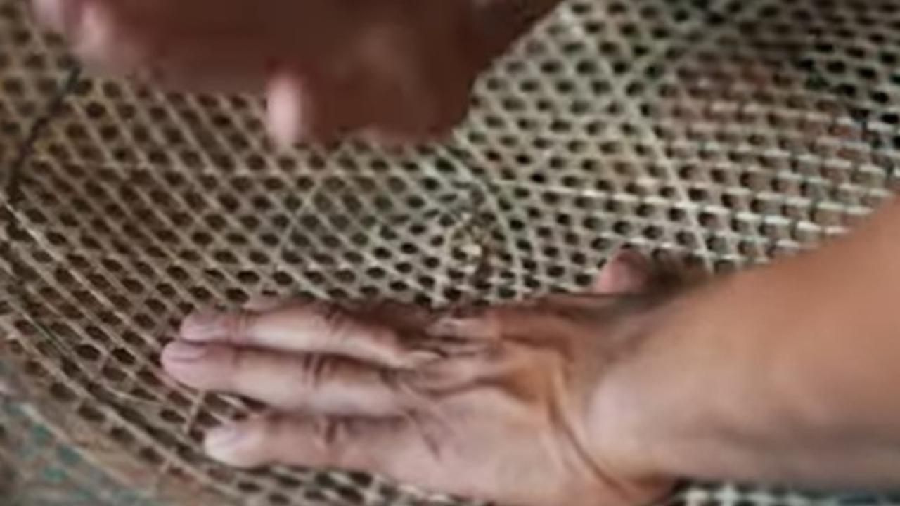 Caping Kalo Kudus
