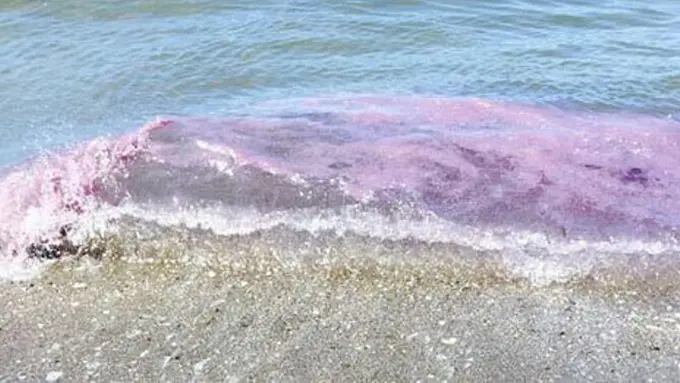 Cantik Namun Berbahaya, Ombak Ungu di Pantai Oregon