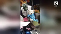 Seorang pria tua membuat plastik sebagai jas hujan untuk anjingnya.