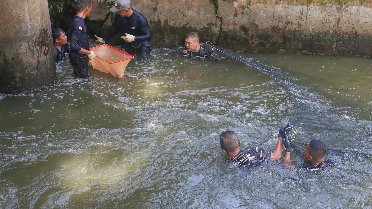 FOTO: TNI AL Bantu  Memusnahkan Ikan Sapu Sapu di Setu babakan