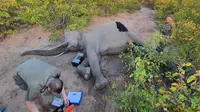 Kisah Gajah yang Terluka Akibat Diburu Ini Bikin Terenyuh. (Sumber: Mirror)