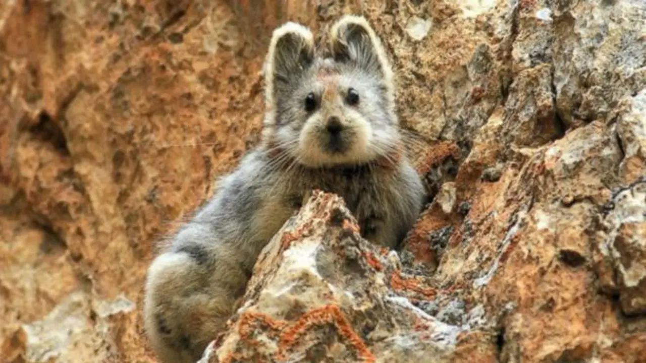 'Kelinci' Imut Langka dari China