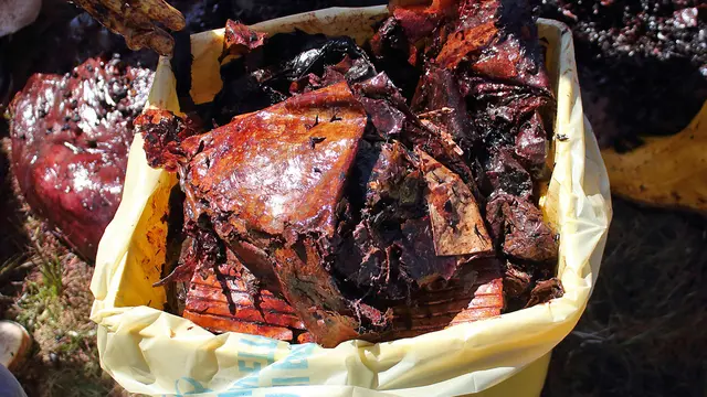 Paus Mati Akibat Plastik di Italia
