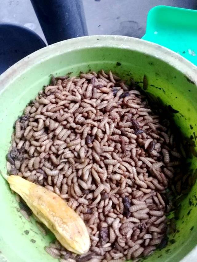 Maggot, larva Black Soldier Fly (BSF), penghancur cepat bahan organik untuk jadi pupuk organik. (Foto: Liputan6.com/Topik Rohman/Muhamad Ridlo)