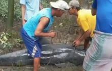 Lumba-lumba Tersesat di Mangrove Maros, Warga Lakukan Evakuasi Darurat