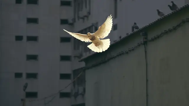 Peace and Inner Strength